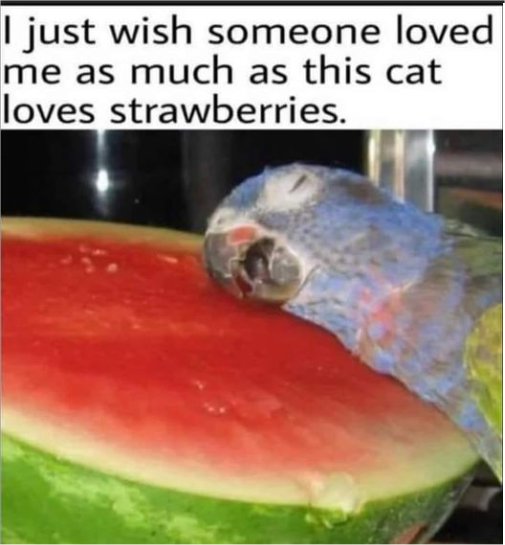 strawberry cat majorgeeks.jpg